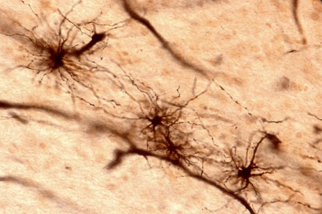 shutterstock_185476961